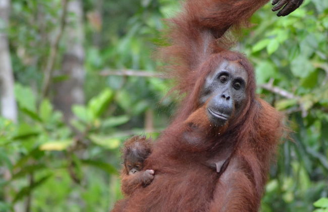 Houseboat Bee Kelotok - Foto 51