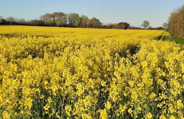 Schöne Ferienwohnung Im alten Gasthaus in Stoltebüll - Foto 27
