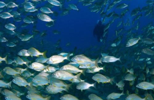 Margherita House Tenerife, Wonderful Ocean View - Foto 80