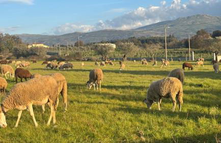 Matias Nature - Mountain Lodges in Serra da Estrela, Seia - Foto 15