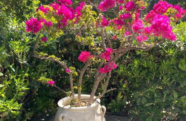 Spiti Galini, "Haus der Zufriedenheit" - Foto 35