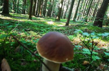 Makowy domek - Foto 42