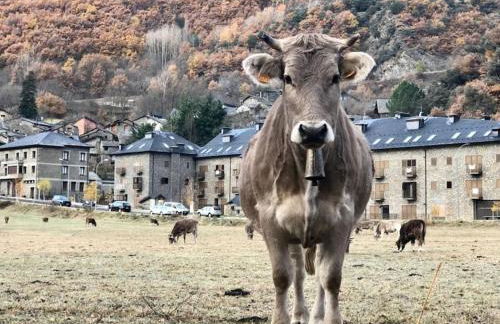 Cal Teixidó - Foto 7