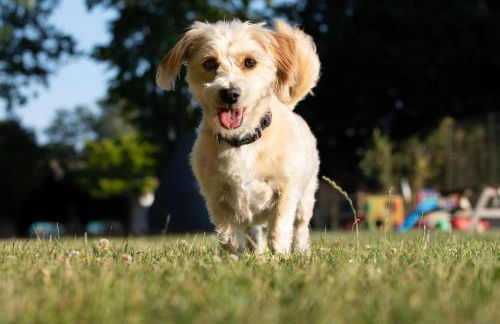 Copper Beech Lodge with Hot Tub, Games Room, Fire Pit - Foto 19