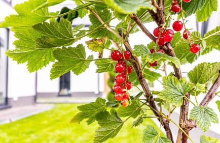 OSADA WISEŁKA - Foto 15