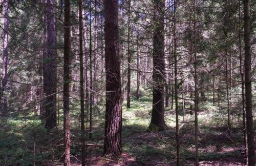 Gemütliche Wohnung in Flussnähe in Regen Bayern - Foto 18