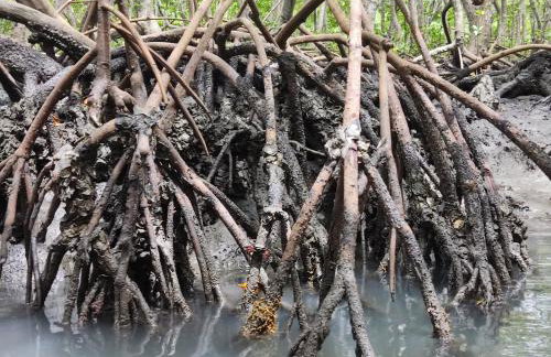 Mangue House 3 - Foto 13