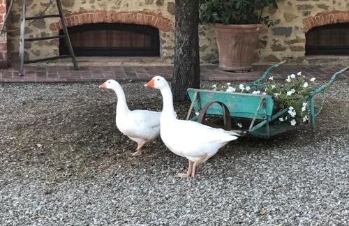 Podere La Fausta - Foto 31