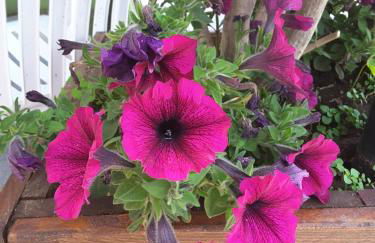 Appartamento Poggio Romantico - Foto 20