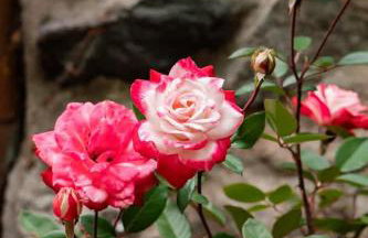 Naples Village Retreat - Heart of the Lakes Region - Foto 30