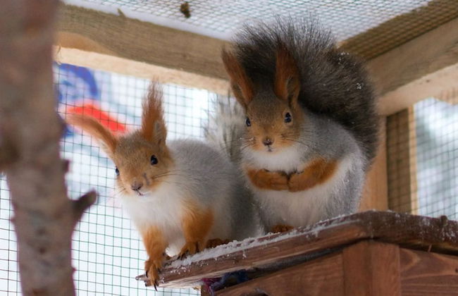 Shishki na Lampushke - Bavarsky Khutor - Foto 14