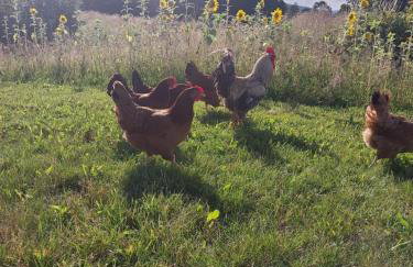 Dom Malinowy Stok - Foto 18