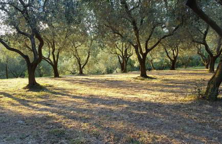 Residence Oliveto Mare Carso - Foto 10