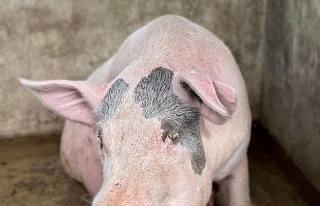 Sobral Rice Terraces View - Foto 52