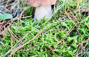 Urlaub am Plätlinsee Haus Rike - Foto 56