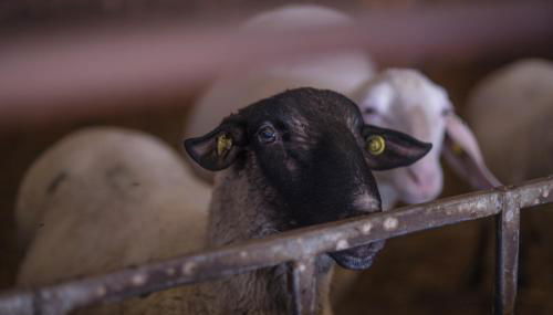 Il Dosso Agriturismo - Foto 4