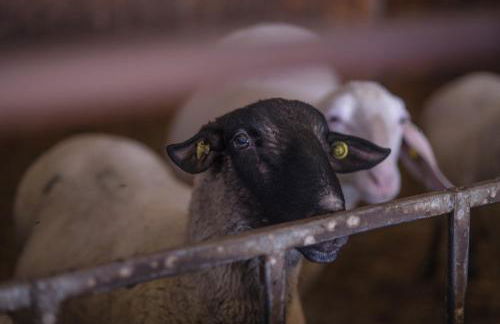 Il Dosso Agriturismo - Foto 4