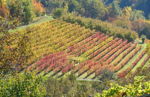 Agriturismo Affittacamere Barbarossa - Foto 58