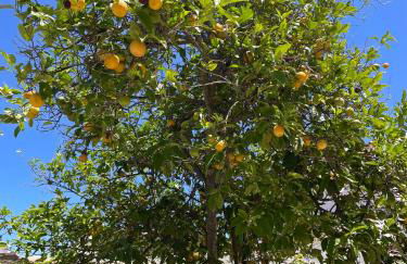 Quinta da Layla - Photo 49