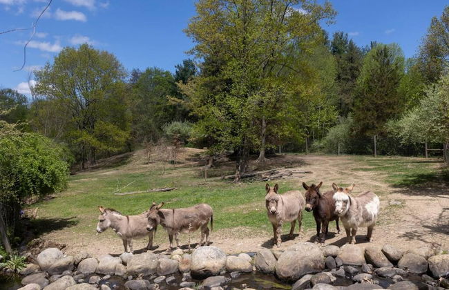 Tiny House 2 5 hrs NYC and Boston Waterfront Wifi - Foto 34