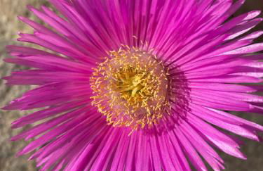 Casa Vacanze Podere San Giusto Volterra - Foto 32