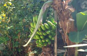 Istron Avra - Foto 34