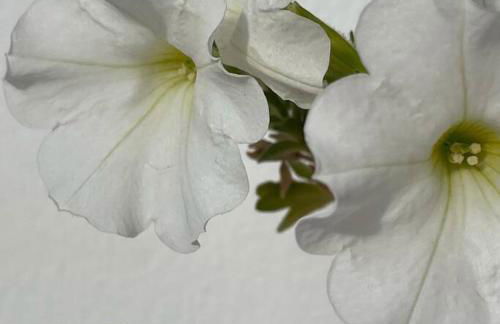 Große sonnendurchflutete Wohnung - Photo 44