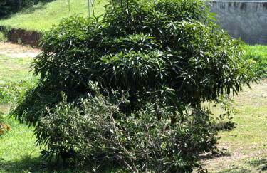 Bangalô Doce lar - Foto 44