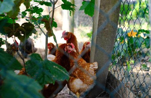 Ferienhaus Landblick - Foto 19