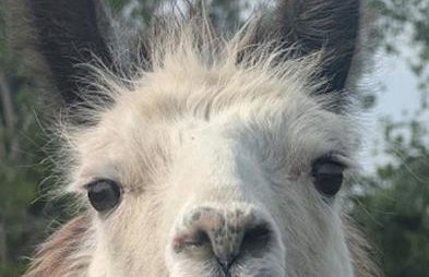 Gerrie's Place at Figment Llama Ranch Foundation Animal Sanctuary near Round Top Texas - Foto 1