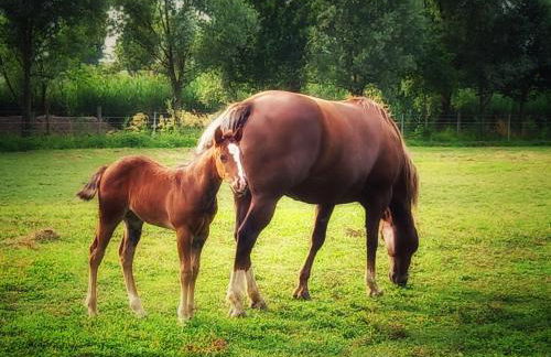 Agriturismo Adriano Pedretti - Foto 57