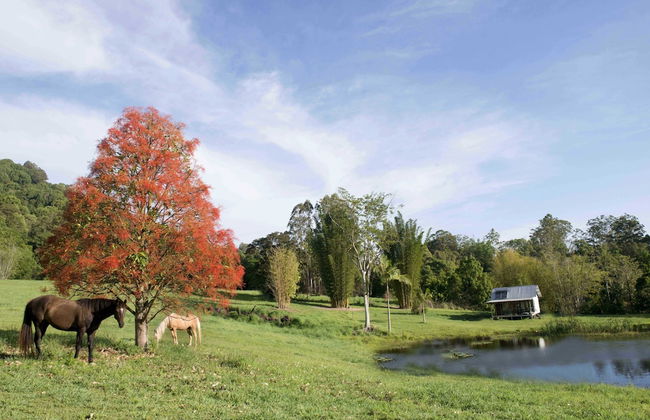 Nimbin Waterfall Retreat - Photo 37