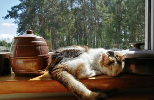 Agroturystyka TWÓJ KĄCIK - Foto 35