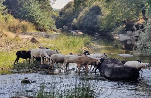 Quinta da Estrela - Foto 63