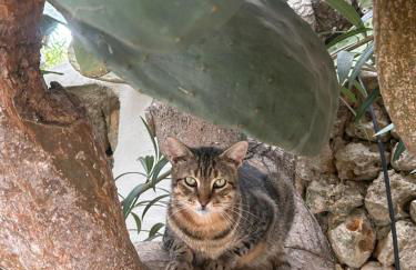 Agroturismo Matxani Gran - Foto 58