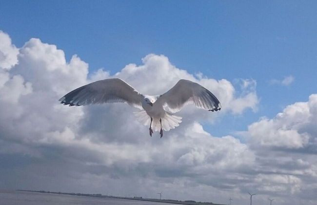 Dyke Space 50 m to the Beach sea - Foto 14