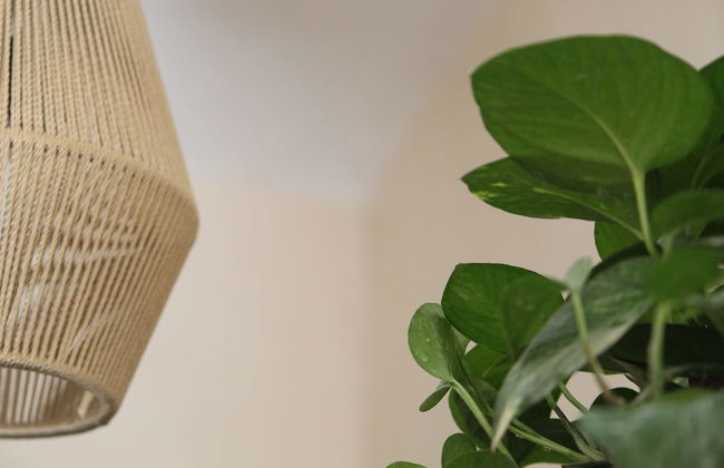 Calea Tulum - Photo 5