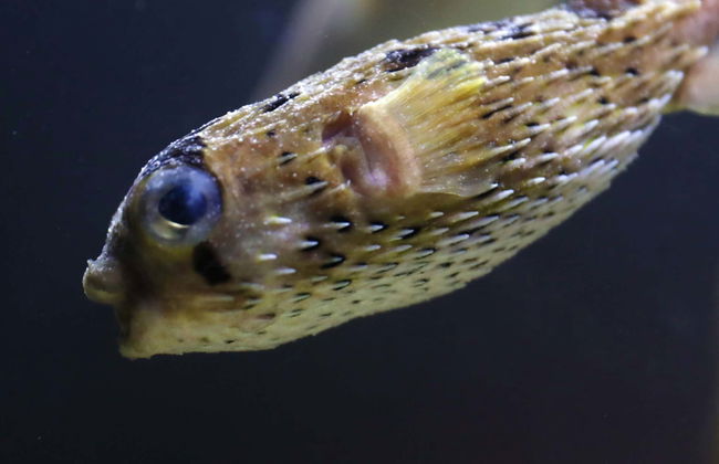 Billet pour l'aquarium Michin Puebla - Photo 7