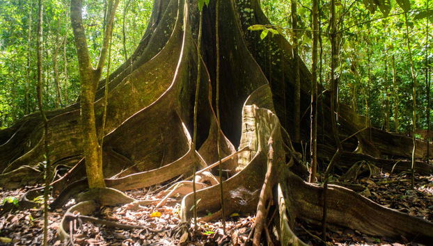 Cacao Island and San Antonio Community Trip - Foto 2