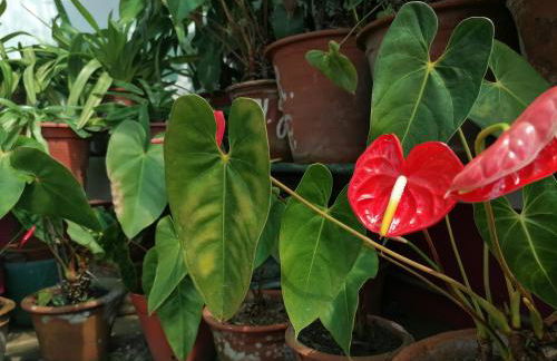 Westerland House - Foto 43