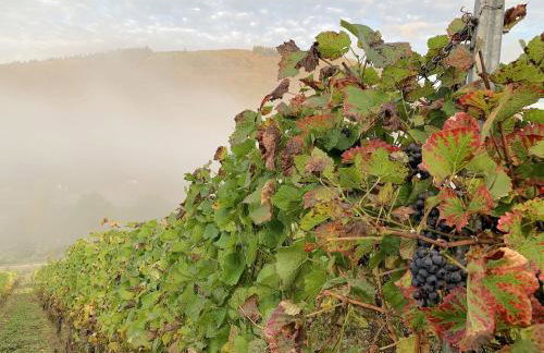 Ferienhaus Bullay - Foto 73