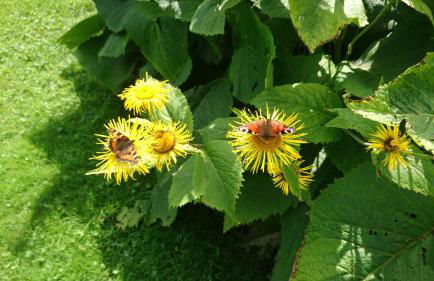 Ferienhof Fenzl - Foto 53