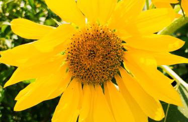 Linda House Corfu - Foto 55