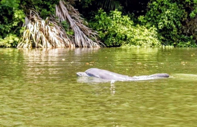 Tortuguero National Park Canoeing Tour - Photo 8