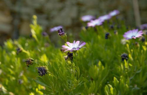 A Sobreirinha Jacuzzi e Pet Friendly - Foto 9