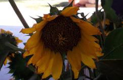 Agriturismo Vitae - Foto 58