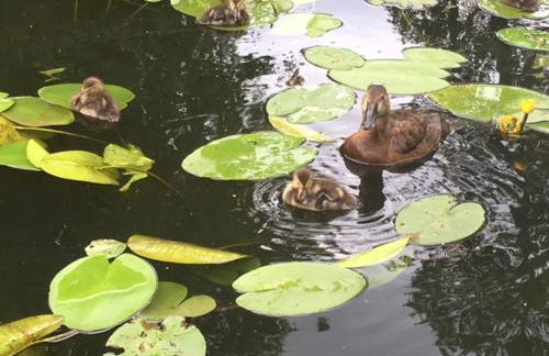 Matilda I-die außergewöhnliche Finnhütte - Foto 17