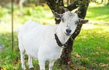 Gite Puydufou -5kms- La Séraphina, Chambretaud - Photo 11