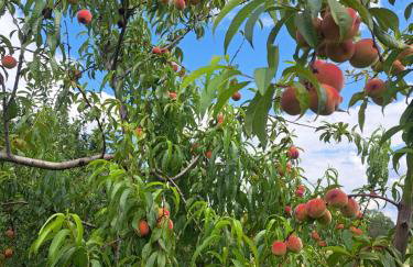 Domki Na Wzgórzu - domek nr 1 - Foto 68