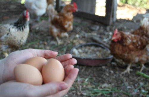 La Casa dei Nonni - Foto 13